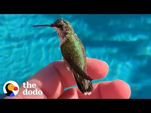 Man Finds Baby Hummingbird On The Side Of The Road #Video