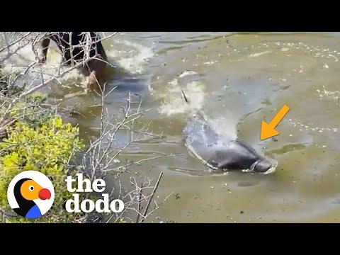 Men Jump Into River To Save A Dolphin's Life #Video