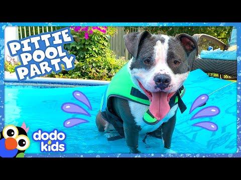 IT’S A PITTIE POOL PARTY! MUSIC VIDEO | Dodo Kids #Video