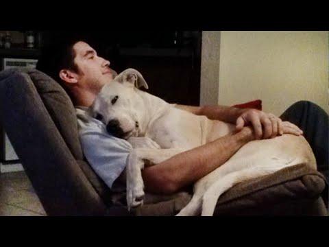 Time spent with Dog is never wasted - Cute Dogs and Owners Moments #Video