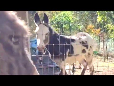 Orphaned donkey cries when separated from friend #Video