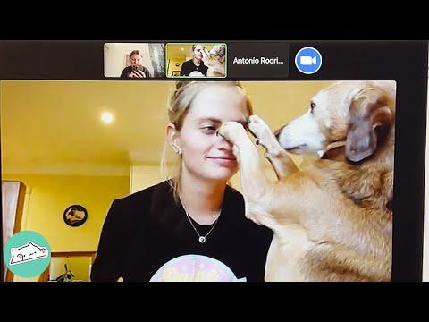 Dog Breaks Into Girl’s Zoom Meetings And Sits Like A Human #Video