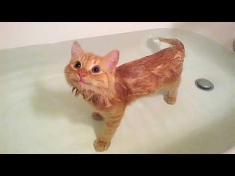 Cats Make Their Own Rules… Even with Water #Video