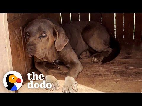 This Dog Was Chained Up Outside For 7 Years  #Video