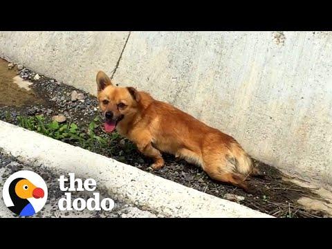 Paralyzed Dog Found On The Side Of The Road Walks Again #Video