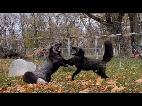 Foxes play in the fall leaves! Muttias and Serafina battle!