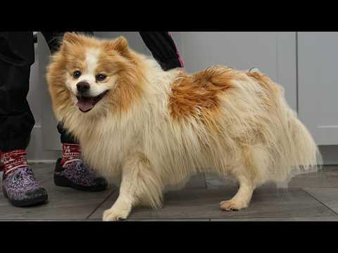 This Dogs Grooming Transformation Was OUTRAGEOUS! #Video