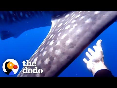 Whale Shark Tangled In Rope Gets Help From Divers #Video