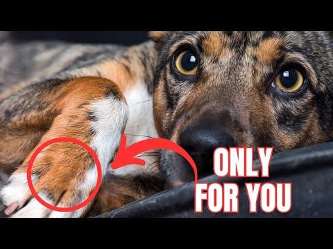 7 Special Things Dogs ONLY Do for Their Favorite Person #Video