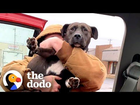 He Rescues Every Stray He Sees #Video