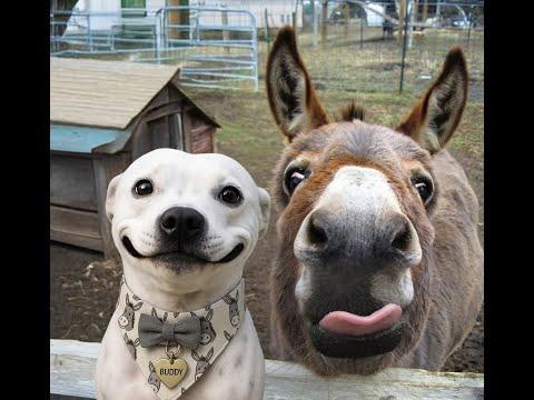 Funny video with animals for a great mood! #Video
