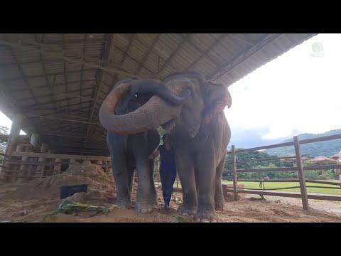 Elephant MuayLek Welcomed By Faa Mai Together With Elephant Mother - ElephantNews #Video