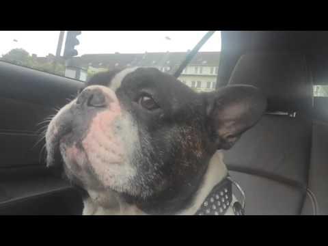 Junior The Bulldog - Just The Way You Are