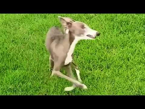 Family adopts dog that only turns left #Video