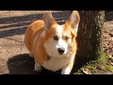 Woman falls while walking. Guess how her corgi responded. #Video