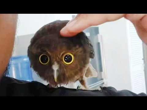 Owls Are The ADORABLE in the World #Video