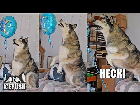 Husky Fails To Catch a Helium Balloon! Give it SIDE- EYE! #Video