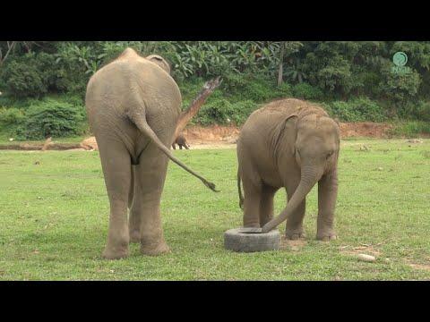 Uplifting Moments with Sai Fon and Lek Lek Play With Rubber Wheels Together - ElephantNews #Video