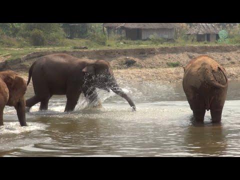 Elephants React To The Trumpet Sound And Rush To Join Each Other - ElephantNews #Video