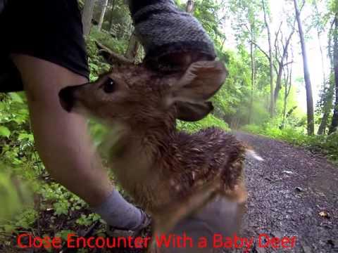 Close Encounters with a Baby Deer Video (Licked by a white-tail)