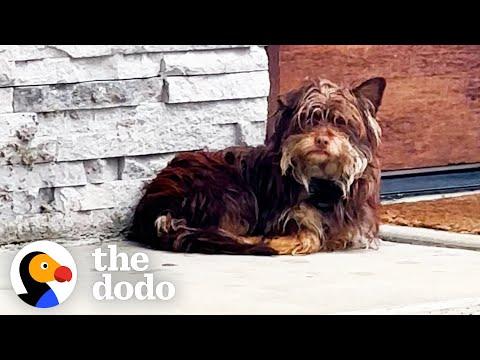 Stray Dog Waits Outside People's Doors In The Cold Rain Until...  #Video