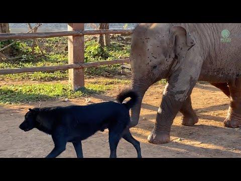 Baby Elephant And Dog Friend / Pyimai / Chaba and Ah-Da - ElephantNews #Video