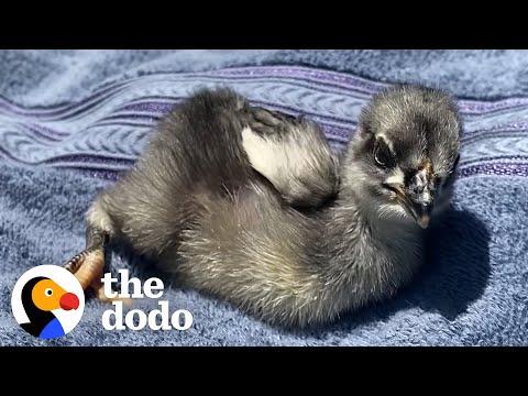 Tiny Rescue Chicken Follows Mom Everywhere #Video