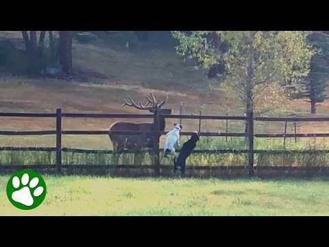 Massive Elk Plays With Tiny Dogs in Magical Moment #Video
