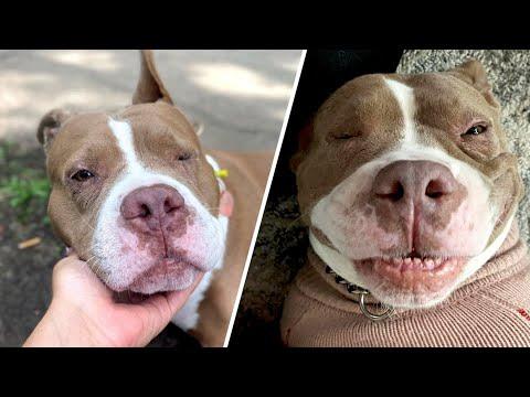 Dog was chained outside for years. Then she got a taste of indoors. #Video