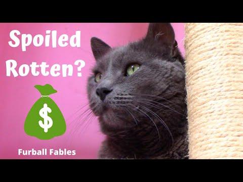 Are my cats spoiled Video?