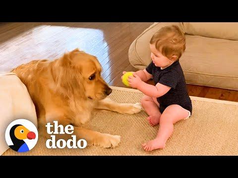 Golden Retriever Can't Wait To Play Fetch With Baby Brother  #Video