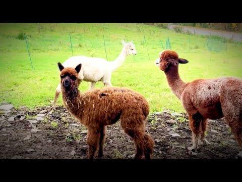 Man Discovers A Baby Alpaca In His Yard #Video