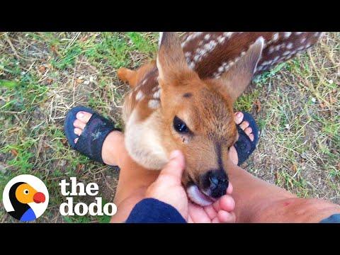 Rescued Fawn Never Forgets To Come Back Home #Video