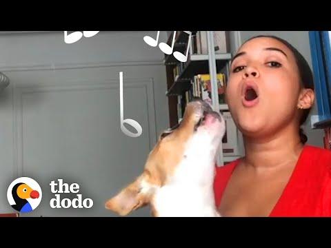 Dog Obsessed With Music Adopted By Musicians #Video