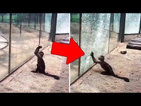 Monkeys in a Zoo Can Sharpen Stones to Break the Glass and Run Away