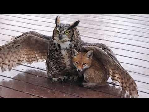 When Cute Animals Helping Each Other In Amazing Ways You Never Expected! #Video