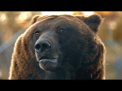 Circus bear is rescued from cage life. Guess his first reaction #Video