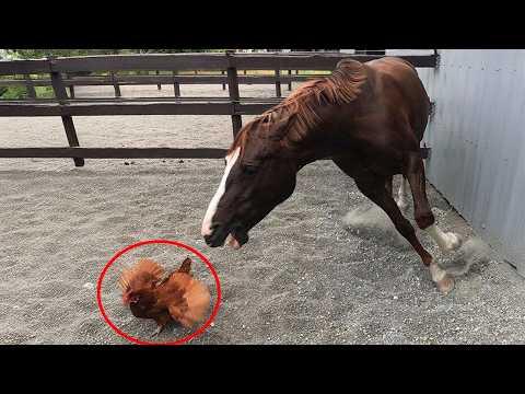 Funny Horses and Other Animals are the Oddest Couples in the World! #Video
