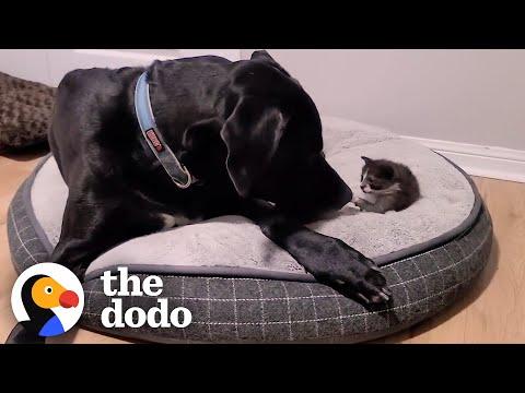 Orphaned 1-Pound Kitten Gets Adopted By a 160-Pound Great Dane #Video