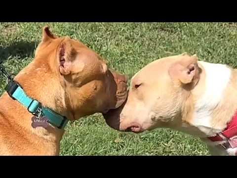 Abused mama dog sees son for first time in 9 months #Video