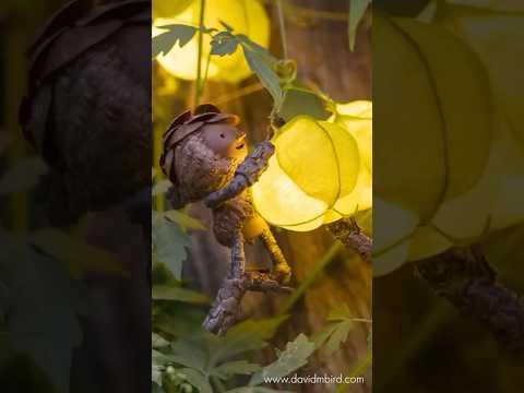 Becorns Discover Love In a Puff #Video