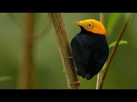 Wildlife Paradise Includes Harpy Eagles, Sloths & Rare Frogs | 4K | Panama | Robert E Fuller #Video