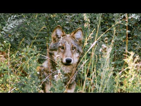 Wolf Pups Seen in the Wild | Expedition Wolf | BBC Earth
