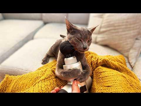 She's Had A Hard Day | YOUR Daily Dose of Pets #Video