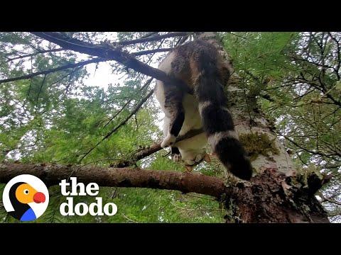 This Cat Was Stuck On A 50ft Tree For Two Days  #Video