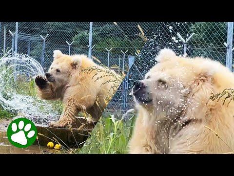Old rescued circus bear LOVES splashing water #Video