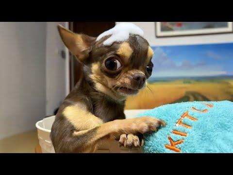CHIHUAHUAs Can’t Stop Being Dramatic #Video