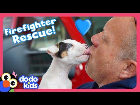 Firefighters Rescue Puppy And Find Him A Home | Dodo Kids | Rescued! #Video
