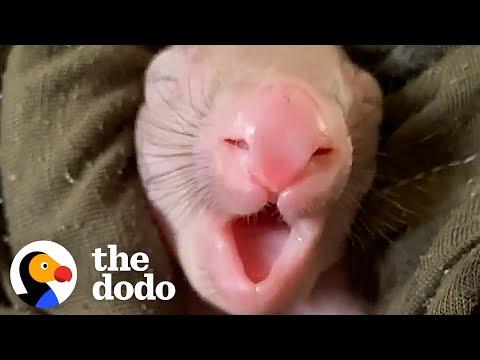 Woman Fills Her House With Tiny, Pink Baby Wombats Video