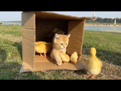 Cute cat, ducklings and chicks. #Video
